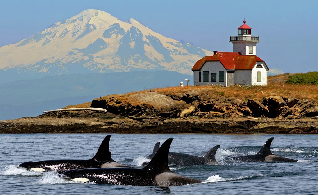 San Juan Cruises | 355 Harris Ave #104, Bellingham, WA 98225, USA | Phone: (800) 443-4552