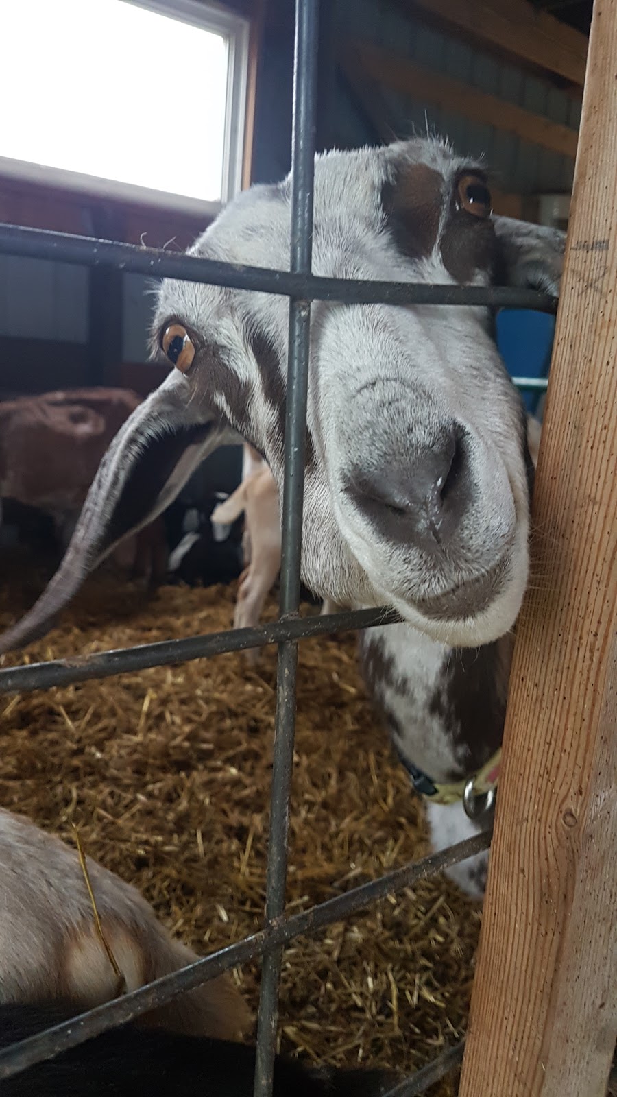Good Note Community Farm | 510 Township Rd 510, New Sarepta, AB T0B 3M0, Canada | Phone: (780) 941-2341