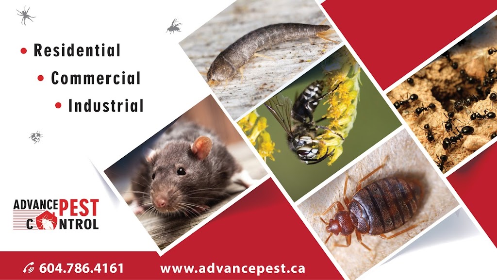 Advance Pest Control Surrey/Langley | 15299 68 Ave #203, Surrey, BC V3S 2C1, Canada | Phone: (604) 786-4161