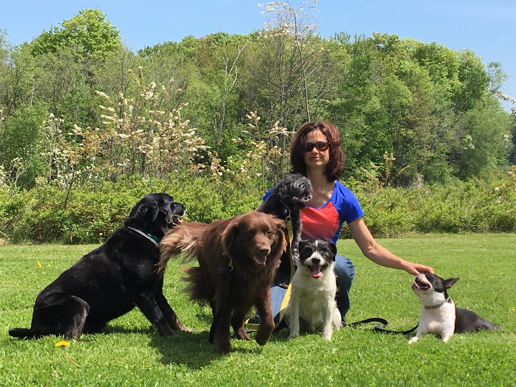 Complexe Canin Le Cajoleur | 220 Rte St André, Saint-Étienne-de-Lauzon, QC G6J 1E8, Canada | Phone: (418) 832-1255