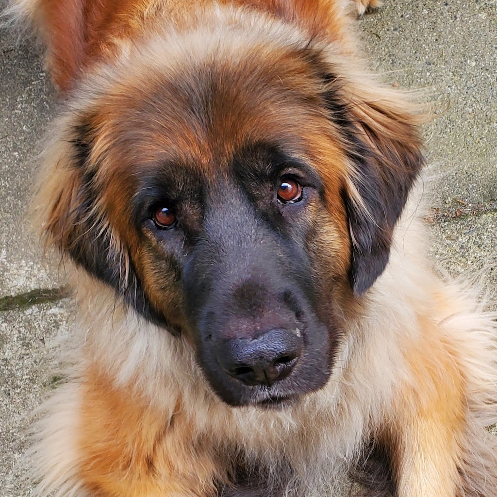 Woofers Positive Dog Training & Behaviour Consulting | 2-1215 Stellys Cross Rd, Brentwood Bay, BC V8M 1H3, Canada | Phone: (250) 896-5029