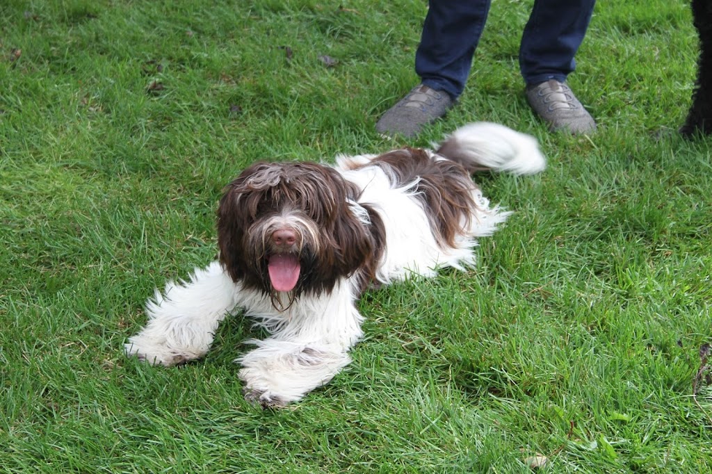 Schapendoes Of Messy Hair Kennels | 19 Mill St E, Tottenham, ON L0G 1W0, Canada | Phone: (905) 936-5986