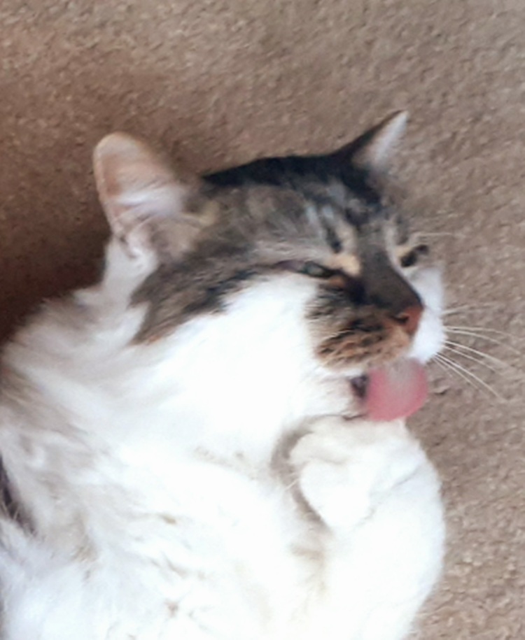 Paws Lodge Cattery | Blue Water Pkwy, Selkirk, ON N0A 1P0, Canada | Phone: (289) 284-1245