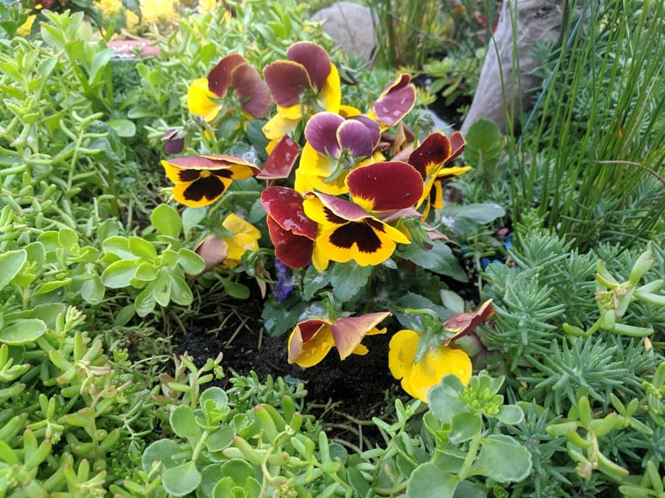 Cut & Trust Succulents | 3579 Lewis St, Duncan, BC V9L 2Z1, Canada | Phone: (778) 716-0145