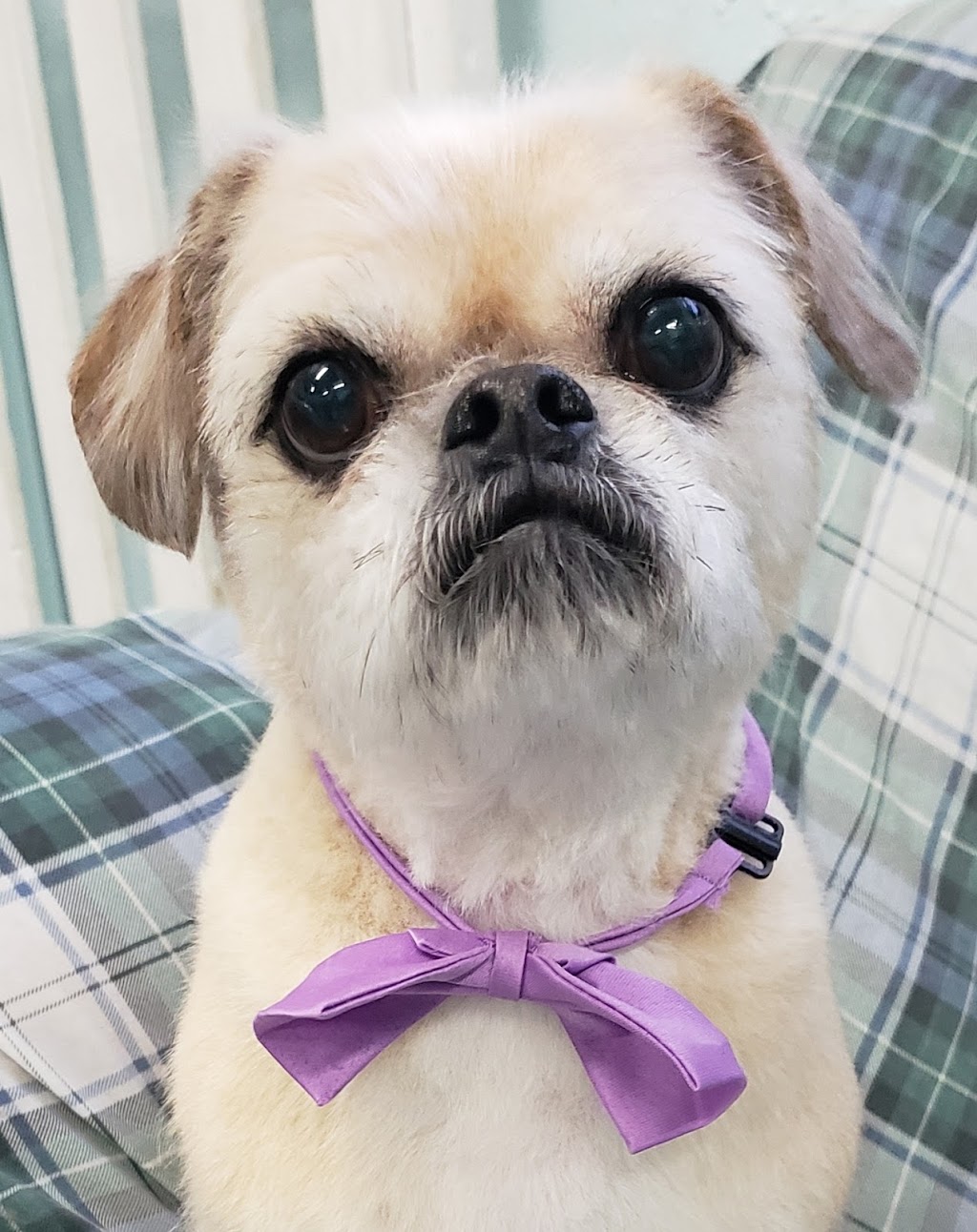 Everything Dogs Halton | 11 Vimy St, Acton, ON L7J 1S2, Canada | Phone: (647) 572-3647