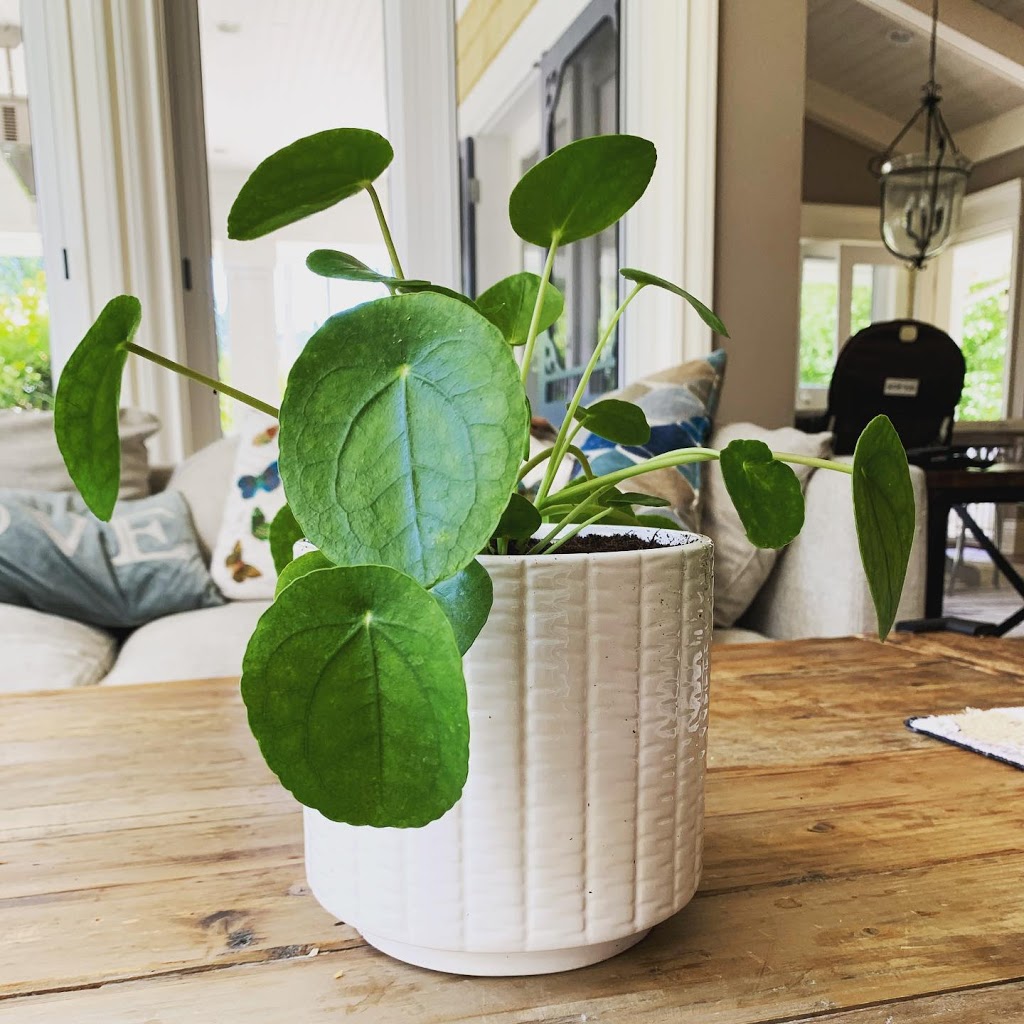 Grandmas Greenhouse | Surrey, BC V4P, Canada | Phone: (604) 868-3546