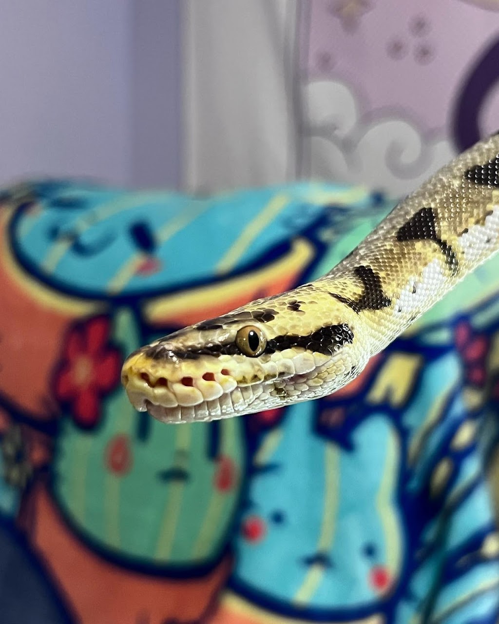 Lady Balls Rescue (Ball Python Rescue & Rehabilitation) | 4 Bridgewater Ct, Hamilton, ON L8J 0B8, Canada | Phone: (905) 870-2844