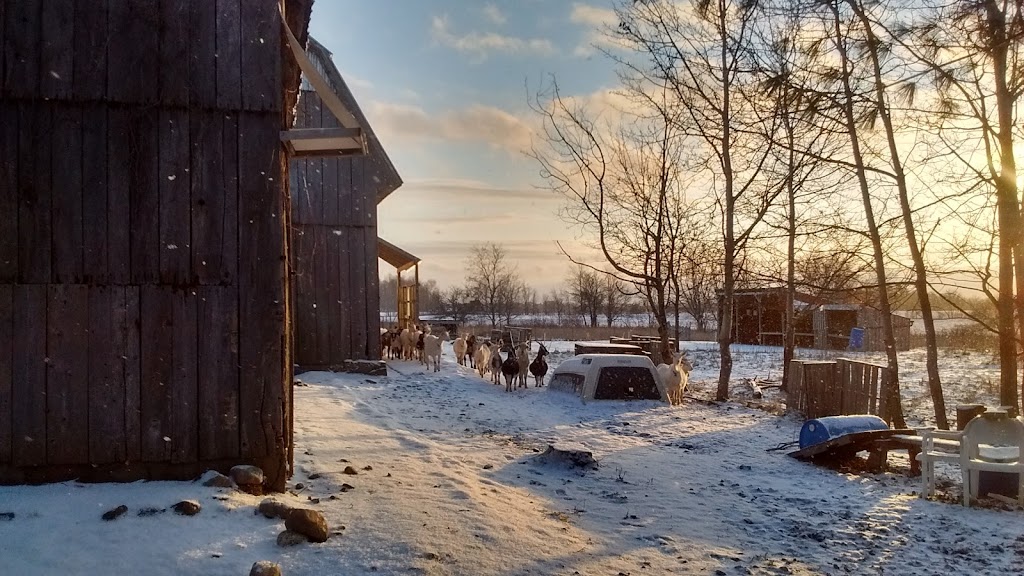 Fromagerie Cornes et Sabots | 641 Rang de lAnge Gardien, Notre-Dame-de-Stanbridge, QC J0J 1M0, Canada | Phone: (438) 494-8831
