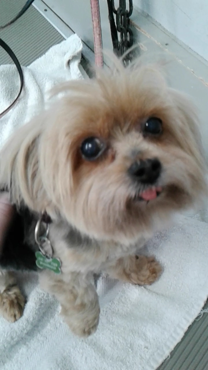 Mini Macs Mobile Grooming | 57 William St, Bluevale, ON N0G 1G0, Canada | Phone: (519) 357-5086