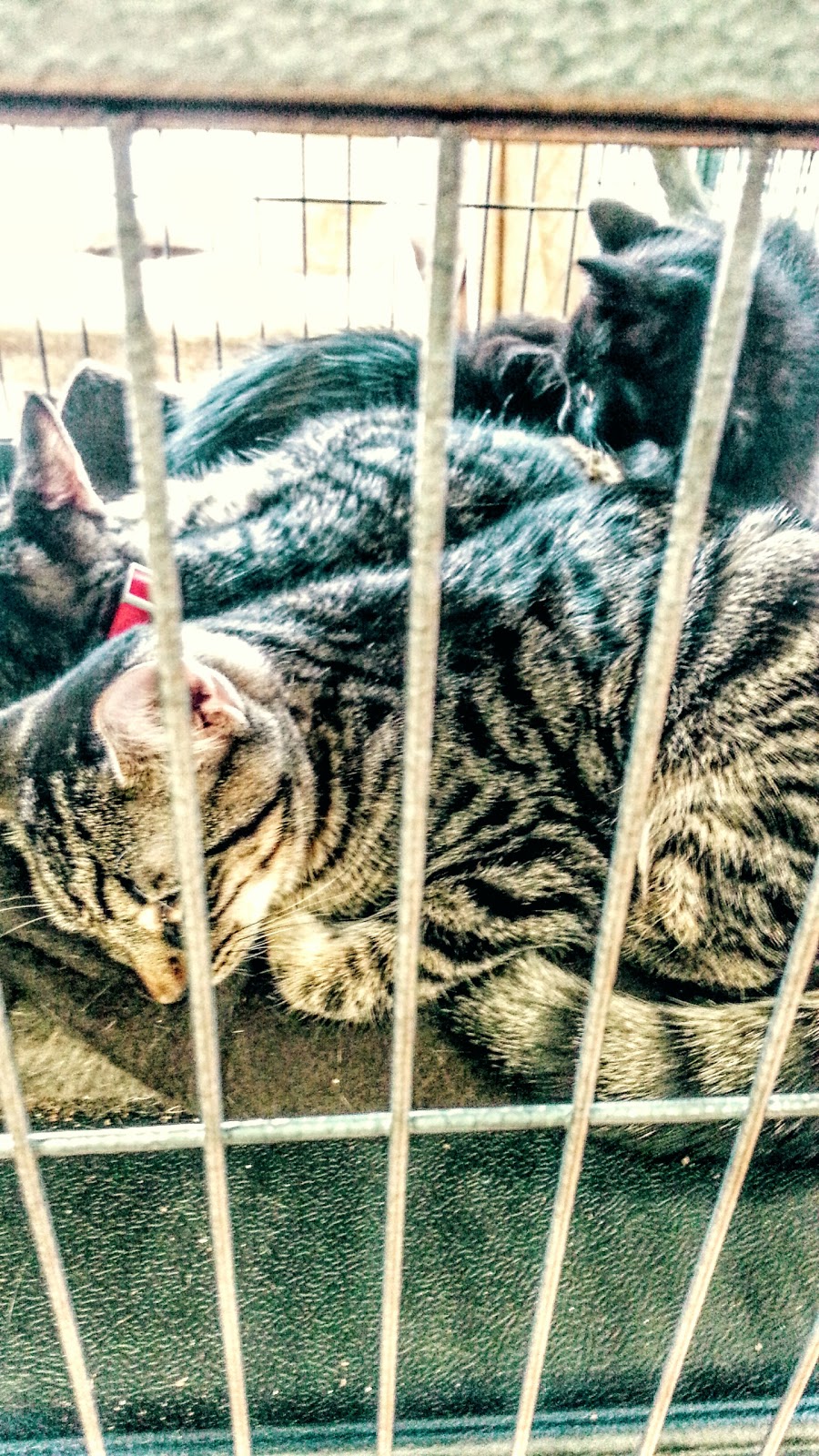 Pet Valu | 1510 Dundas St E, Mississauga, ON L4X 1L4, Canada | Phone: (905) 273-9992