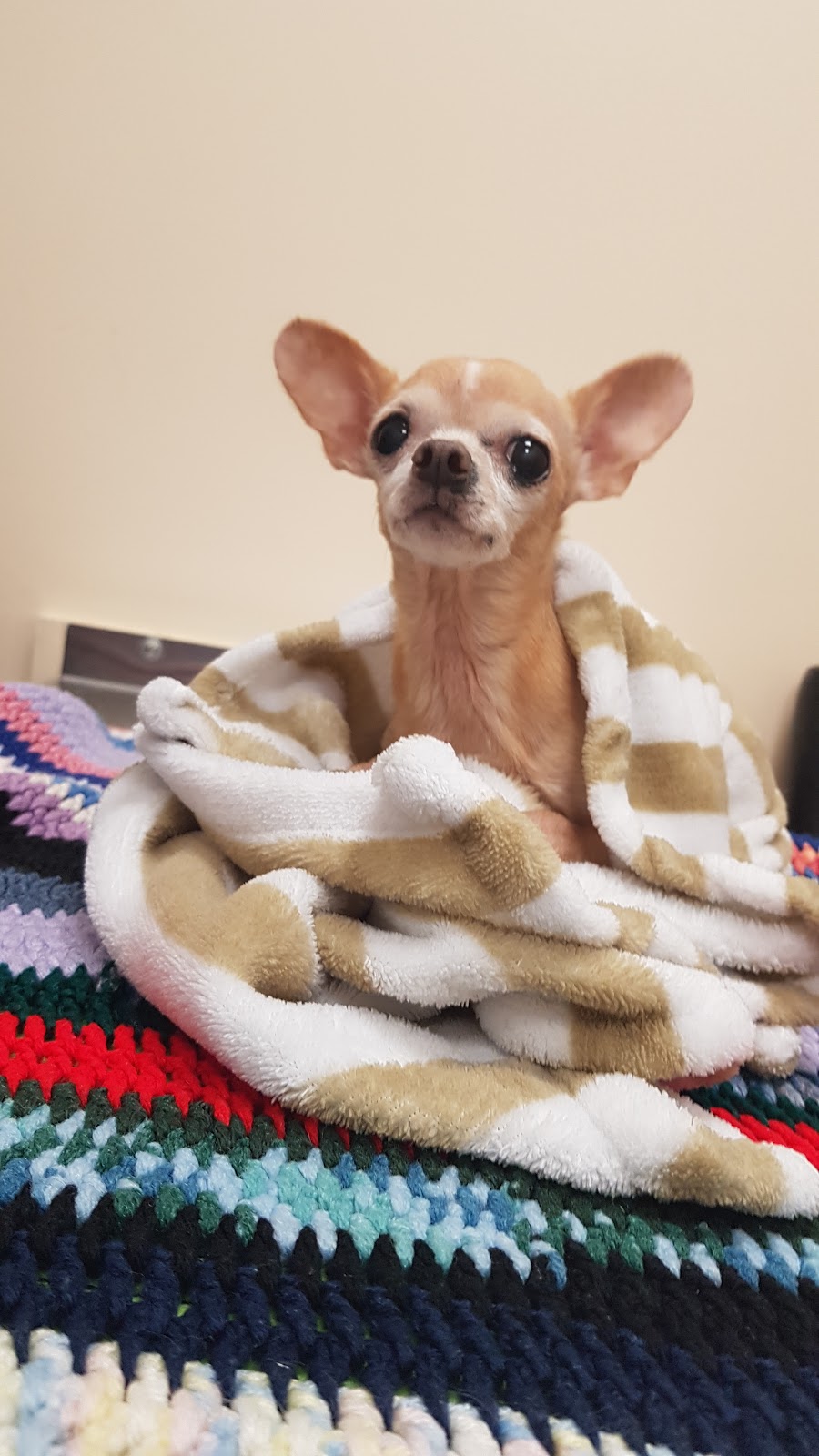 Brant-Norfolk Veterinary Clinic | 143 Lynden Rd, Brantford, ON N3R 8A7, Canada | Phone: (519) 720-0753