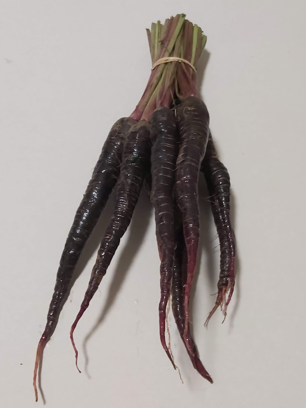 Fruits N Roots Farm | 21 Maple Ln, Newport, NS B0N 2A0, Canada | Phone: (902) 306-7529