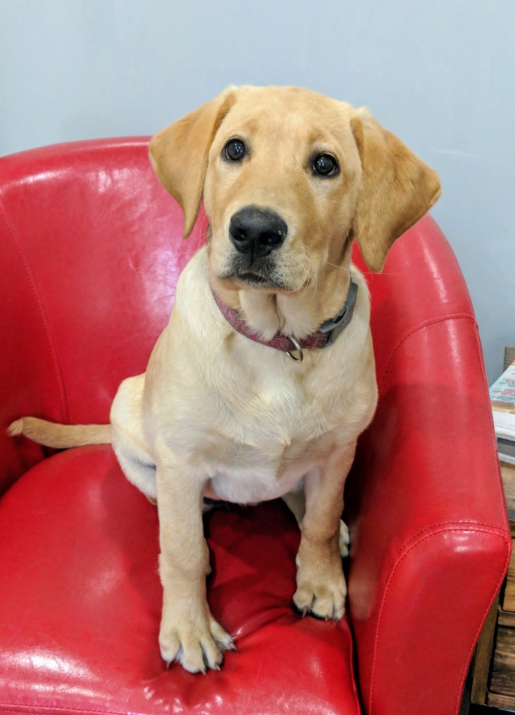 Northshore Veterinary Hospital | 1486 Electric Ave, Bellingham, WA 98229, USA | Phone: (360) 738-6916