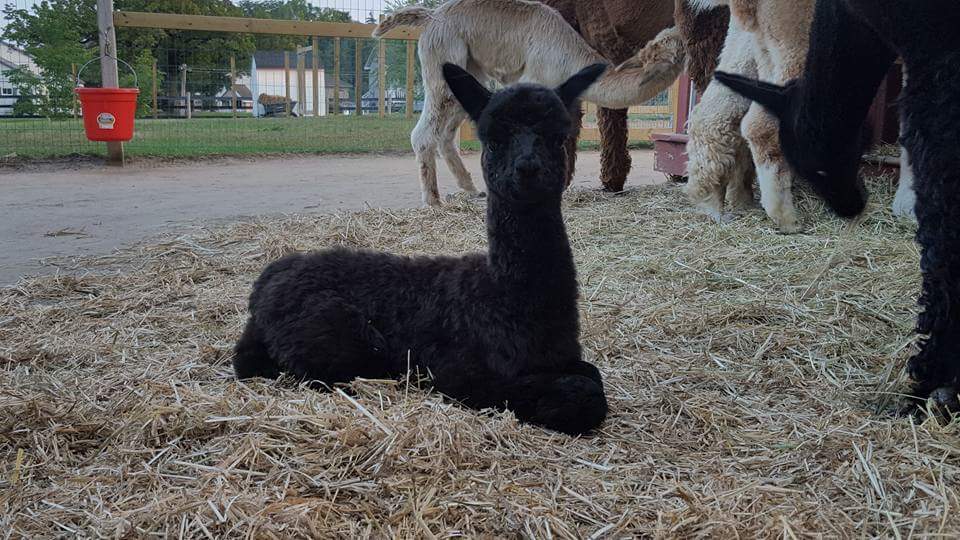 South West Alpacas | 24 King St N, Scotland, ON N0E 1R0, Canada | Phone: (888) 830-8688