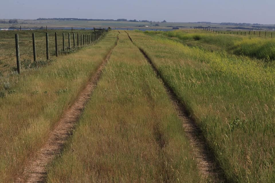 Mane Stage Stables | 232045 Range Road 250 Intersection of Township Rd 232 and, Range Rd 250, Carseland, AB T1P 0N6, Canada | Phone: (403) 689-2048