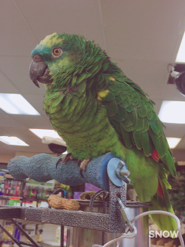 Boutique pour Animaux Aquanimal | 1400 Rue St Paul, Trois-Rivières, QC G9A 0B4, Canada | Phone: (819) 376-9494