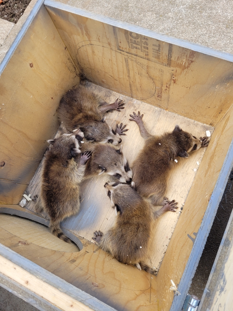 Bad Company Wildlife Eviction - Burlington | 1225 Centre Rd, Hamilton, ON L8N 2Z7, Canada | Phone: (855) 937-0418