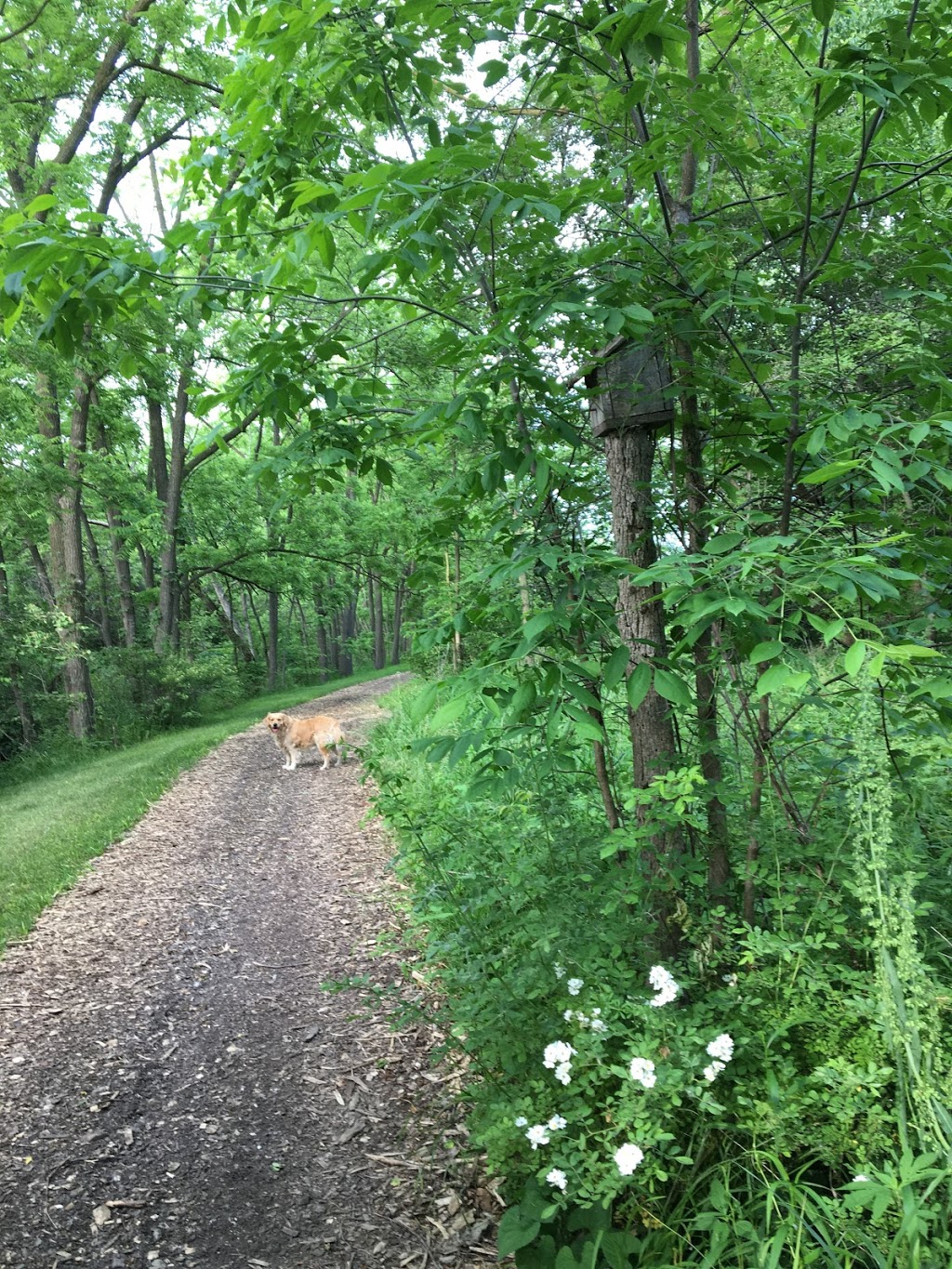 Elm Tree Retreat | 453 Elmstead Rd, Tecumseh, ON N8N 2L9, Canada | Phone: (519) 981-9494