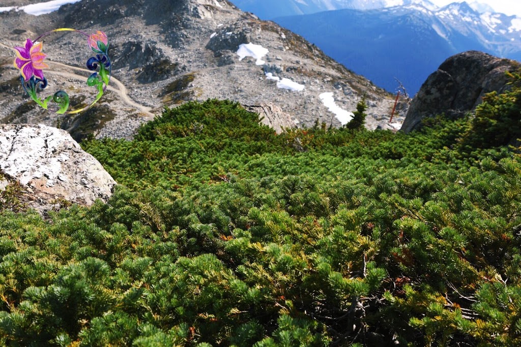 Lotus Herbal Health | 8417 Elbow Dr SW, Calgary, AB T2V 1K8, Canada | Phone: (403) 457-7197