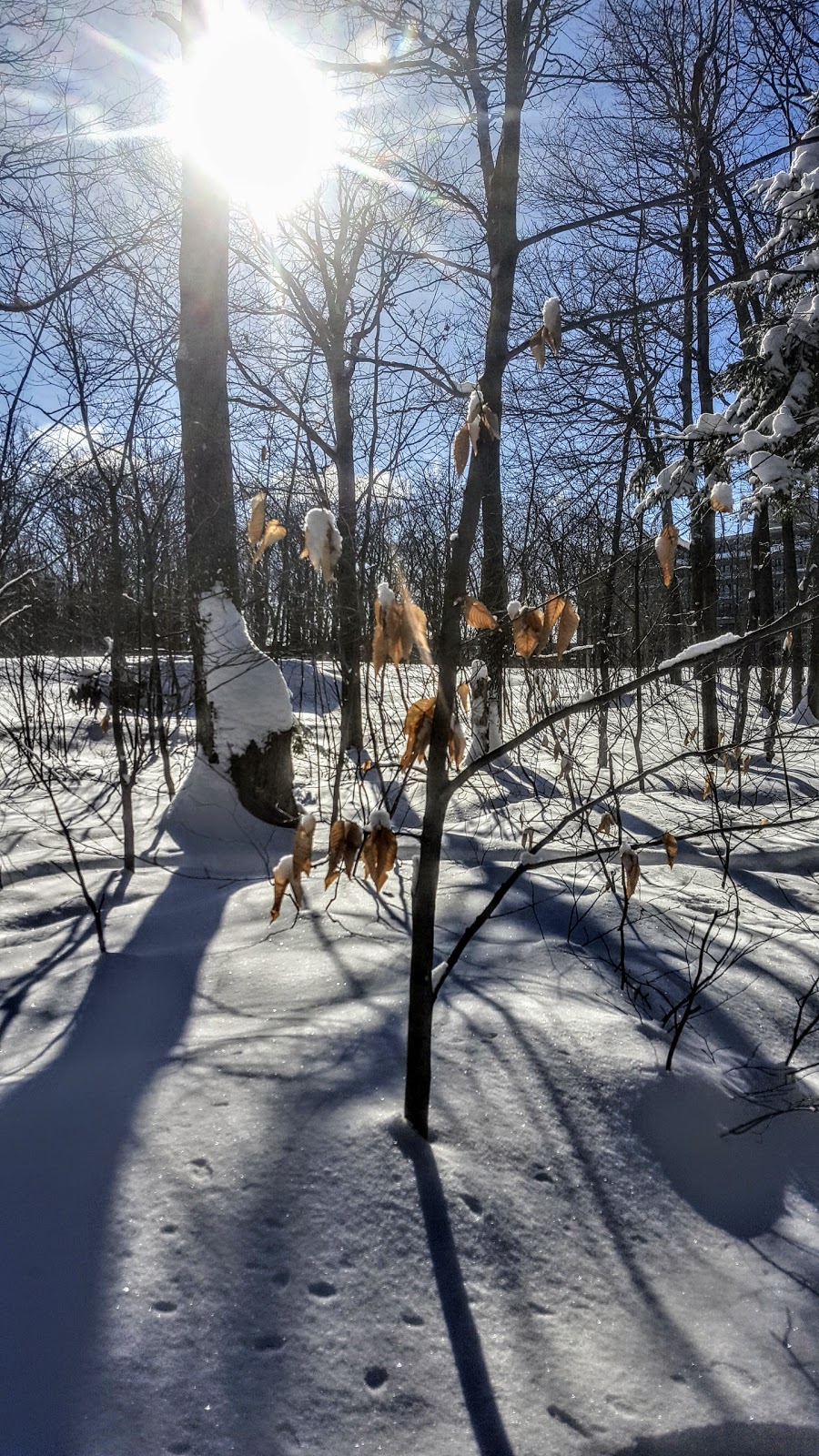 Boisé des Compagnons-de-Cartier | Chemin des Quatre-Bourgeois, Québec, QC G1X 3Z6, Canada | Phone: (418) 528-0773