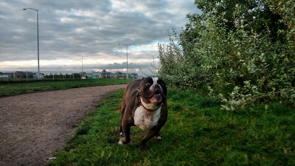 Auburn Bay Dog Park | 252 Auburn Bay Dr SE, Calgary, AB T3M, Canada | Phone: (403) 268-2489