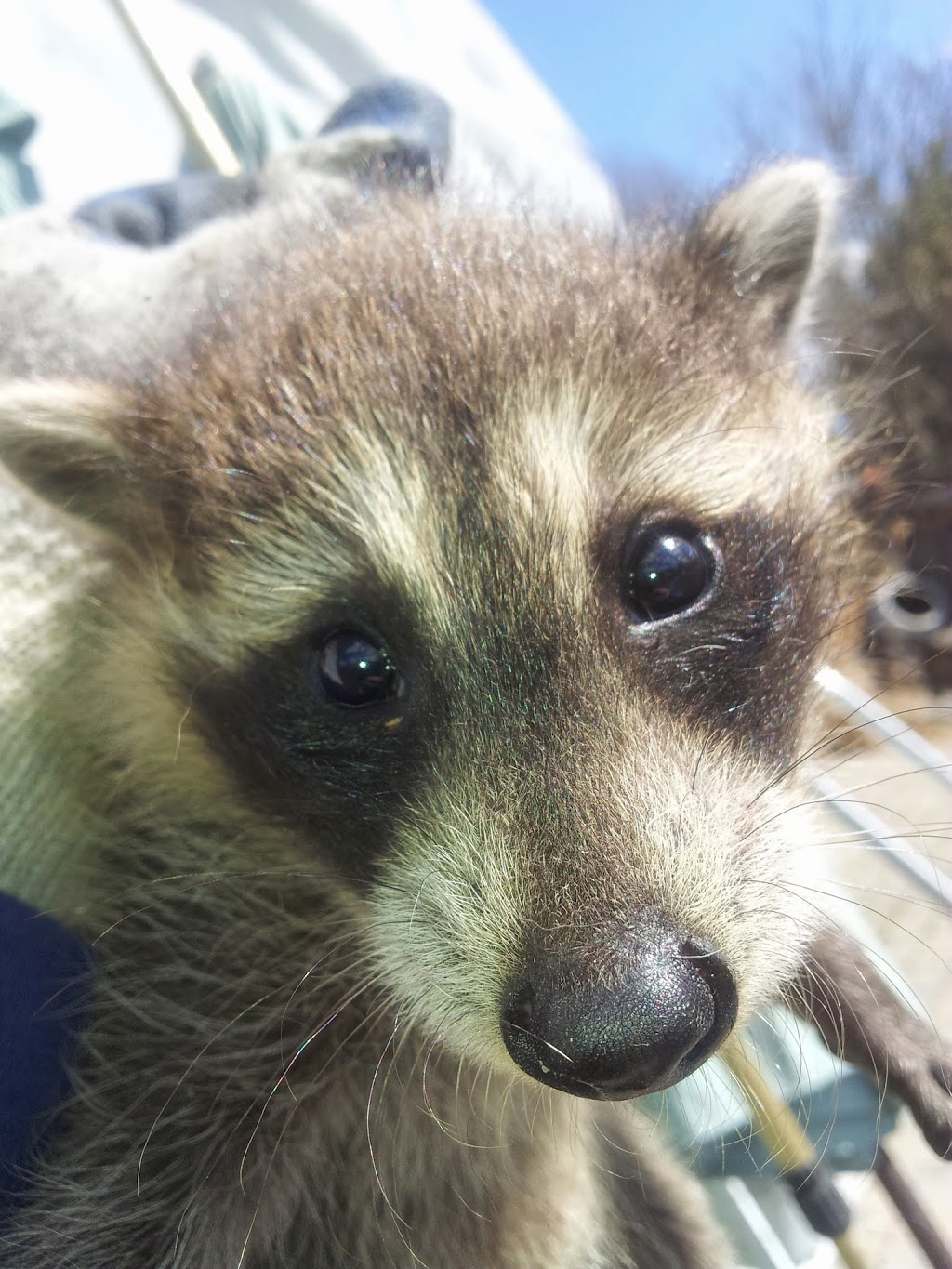 Liddle Rascals Wildlife Control | 16 Jeanette St, Scarborough, ON M1M 3G1, Canada | Phone: (416) 356-5886