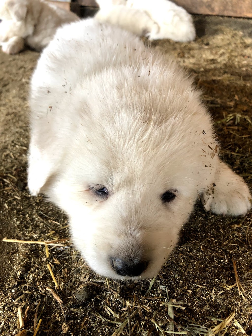 Spring Pasture Farm | 2344 Spring Brook Rd, Springbrook, ON K0K 3C0, Canada | Phone: (416) 728-3222