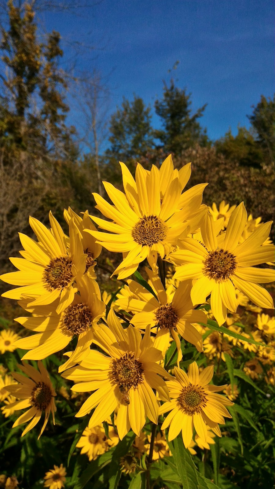 Harold S Bradshaw Memorial Park | 510-590 Chantler Rd, Welland, ON L3B 5N8, Canada