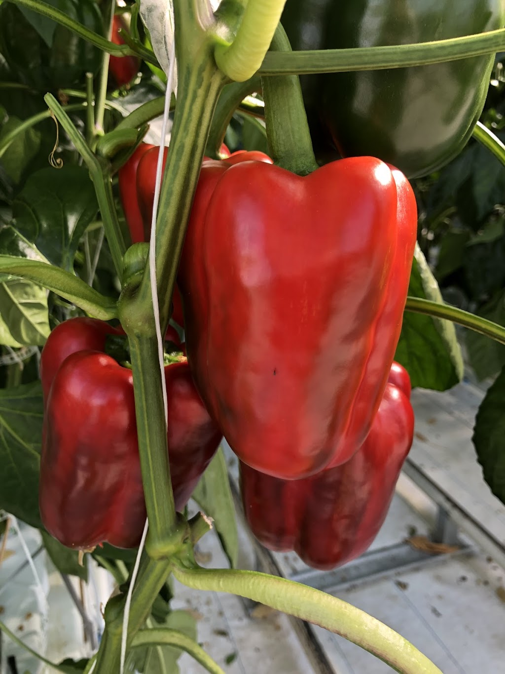 Hacienda North Farms Inc | 2961 Talbot Trail, Wheatley, ON N0P 2P0, Canada | Phone: (519) 800-5062