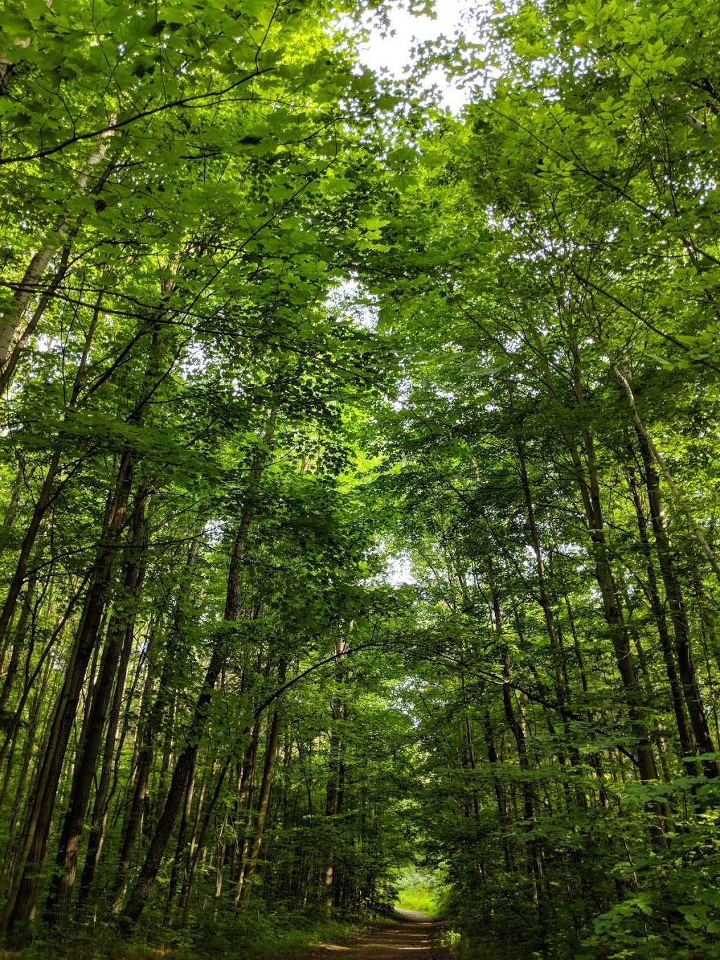 Withchurch Conservation Area | Unnamed Road, Newmarket, ON L3Y 4W1, Canada