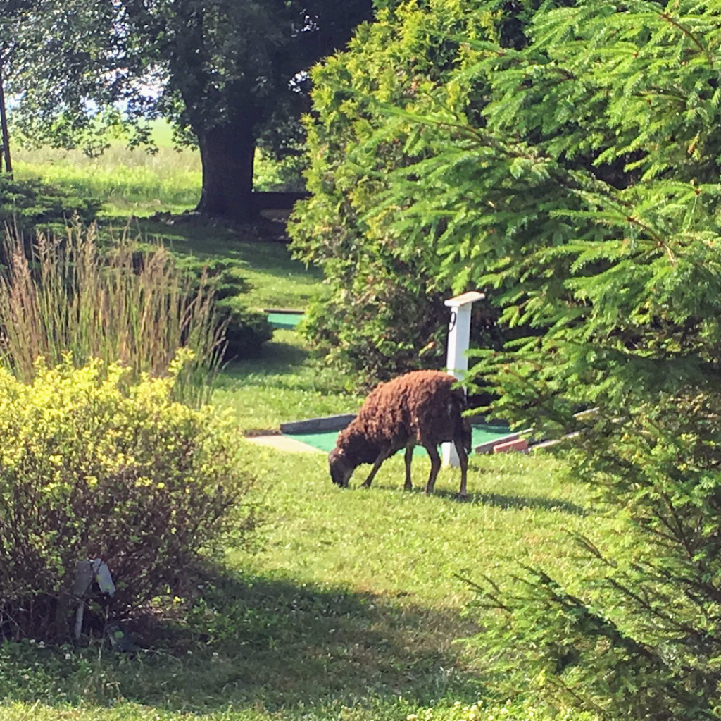 Point Farms Market and Miniature Golf | 82522 Bluewater Hwy, Goderich, ON N7A 3X9, Canada | Phone: (519) 524-6362