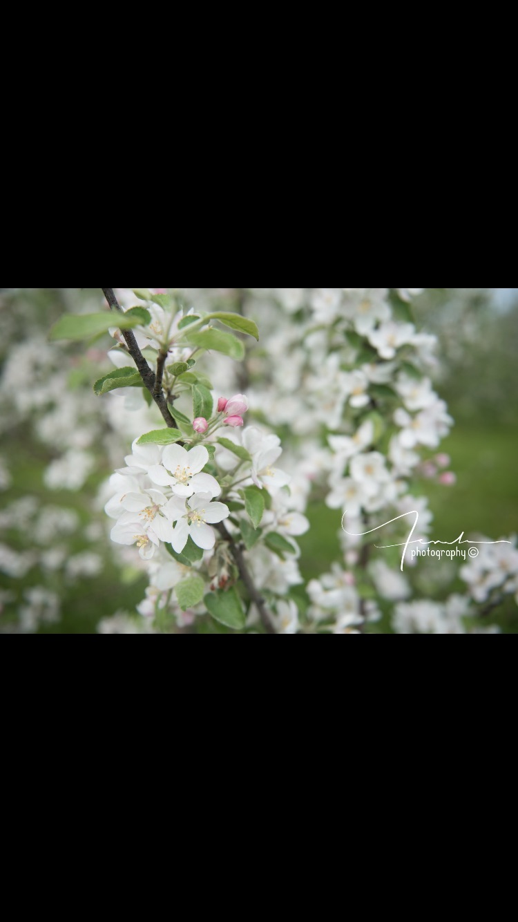 FEMKE Photography | 18 Sixth St, Collingwood, ON L9Y 1Y7, Canada | Phone: (519) 216-4586