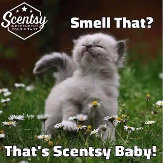 Scents by Trace *Independant scentsy consultant * | Azilda, ON P0M 1B0, Canada | Phone: (705) 553-0111
