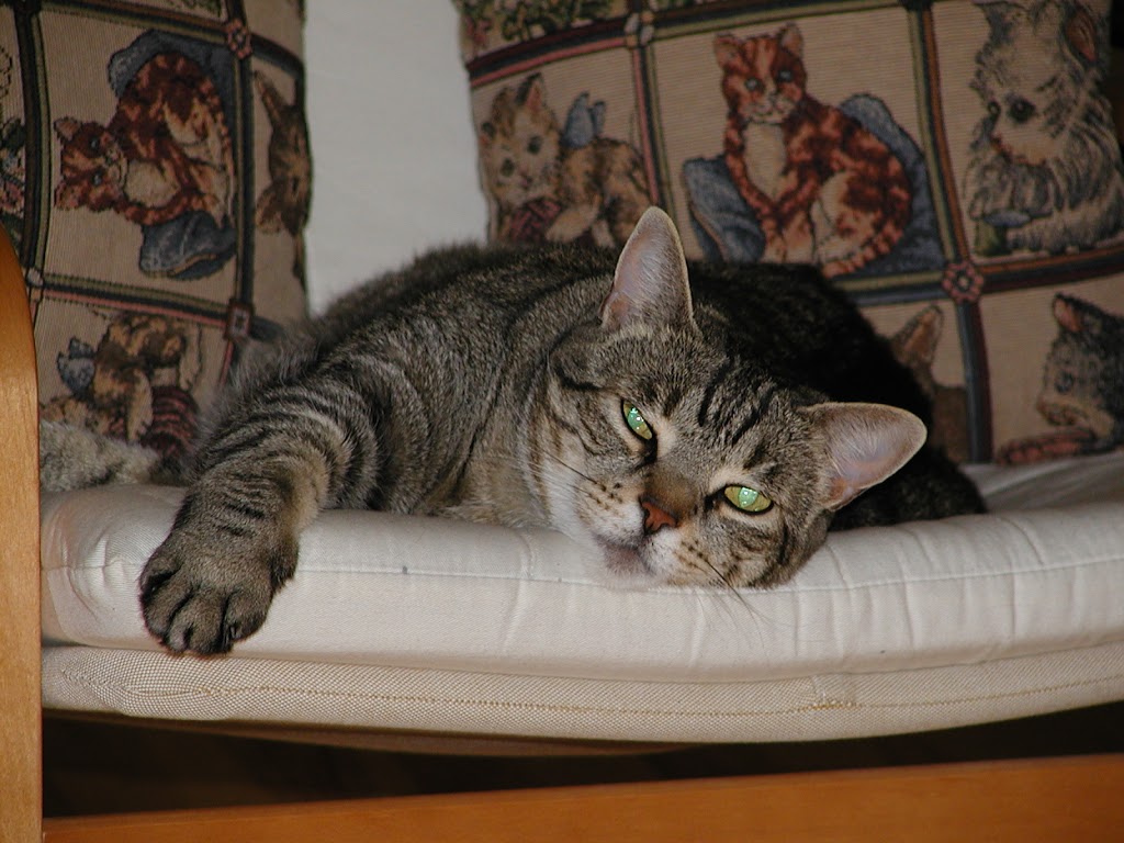 Bytown Cat Hospital | 422 McArthur Av, Ottawa, ON K1K 1G6, Canada | Phone: (613) 741-2460