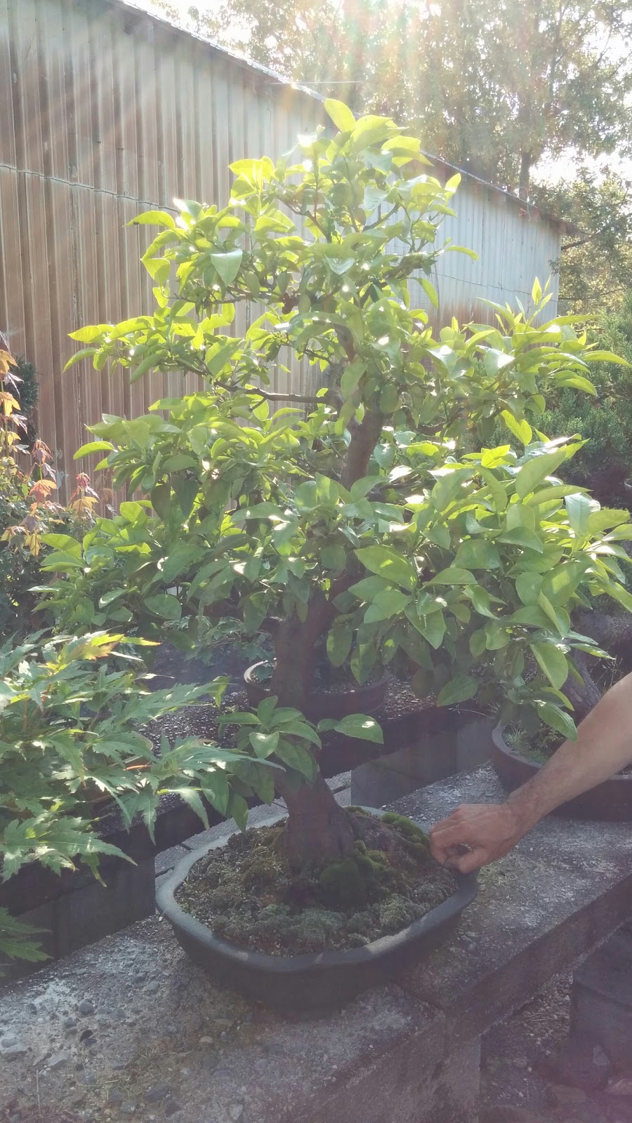 Bonsai Enr (Les) | 570 3e Rang O, Saint-Joachim-de-Shefford, QC J0E 2G0, Canada | Phone: (450) 539-3681