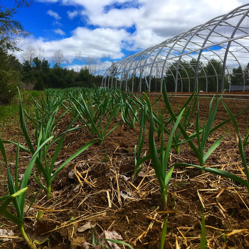 Ferme EcoLoko | 197 Rang des Collines, Brébeuf, QC J0T 1B0, Canada | Phone: (514) 295-2917