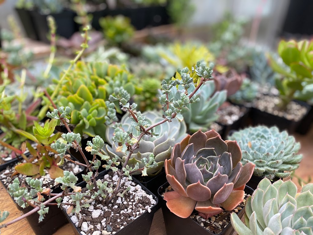 The Planted Farm | Succulents Victoria | 1340 Wain Rd, North Saanich, BC V8L 5V1, Canada | Phone: (250) 893-3547