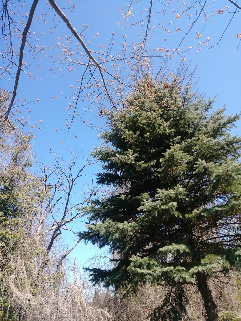 Meadowbrook Campground | 5348 Concession Rd 6, Alliston, ON L9R 1V3, Canada | Phone: (705) 435-4578