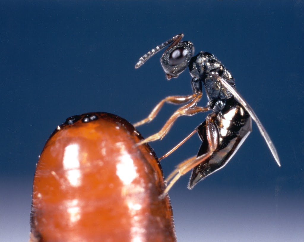 Bugs For Bugs | 86 Yarmouth St Suite 201, Guelph, ON N1H 4G3, Canada | Phone: (519) 836-8166