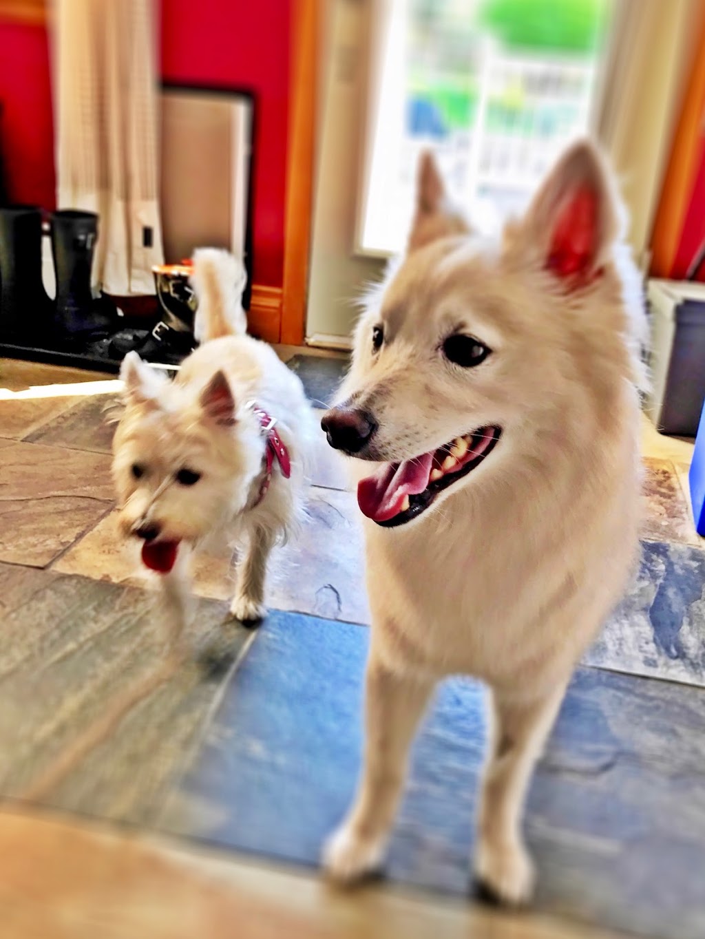 Doggie Dog Daycare for Small Dogs | 6233 14 Line, Alliston, ON L9R 1V4, Canada | Phone: (905) 334-2469