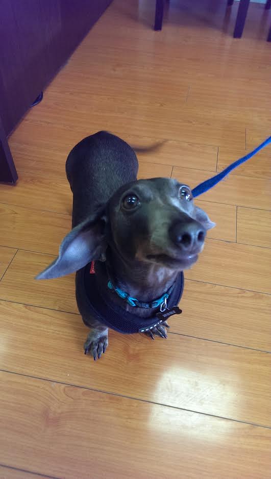 Yonge 16th Animal Hospital | 9218 Yonge St, Richmond Hill, ON L4C 7A2, Canada | Phone: (905) 597-1012
