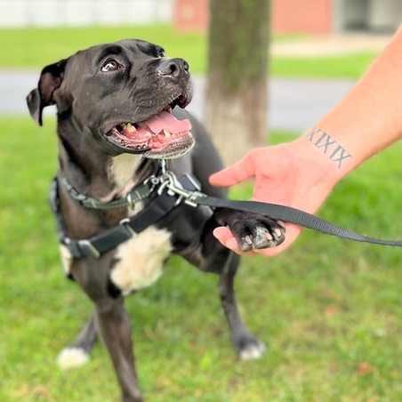 Leashed | 12 Erie St, Collingwood, ON L9Y 1P4, Canada | Phone: (705) 333-2005