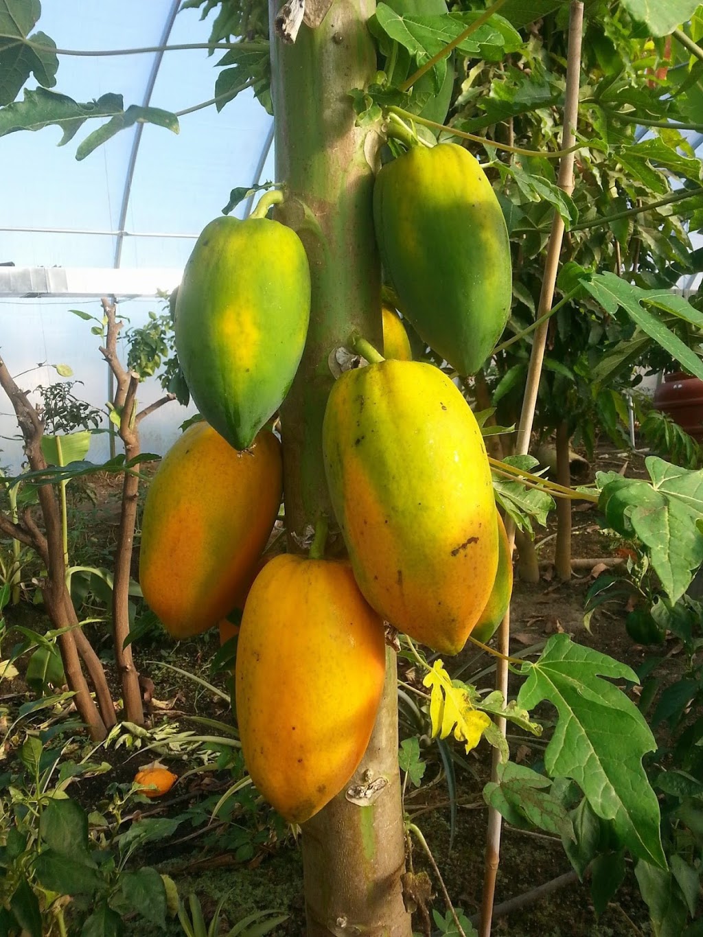 Canada Banana Farm | 38926 Moncrieff Rd, Blyth, ON N0M 1H0, Canada | Phone: (416) 399-9574