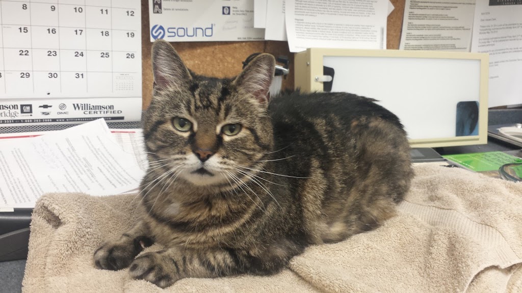 Markham Veterinary Clinic | 6605 Hwy 7 #13/14, Markham, ON L3P 7P1, Canada | Phone: (905) 294-0522