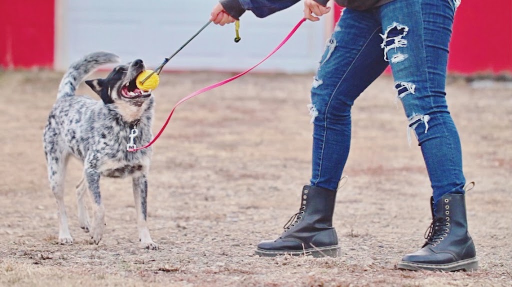 Paws Unleashed AB | 45076 AB-11, Condor, AB T0M 0P0, Canada | Phone: (403) 304-9738