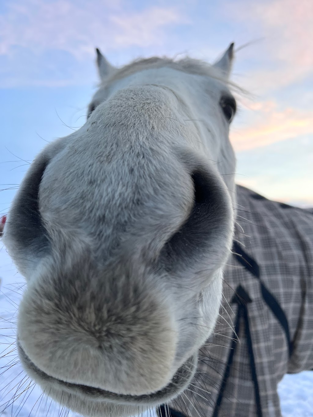 Wheatland Equestrian | 253028A, AB T1P 1K5, Canada | Phone: (403) 993-9222