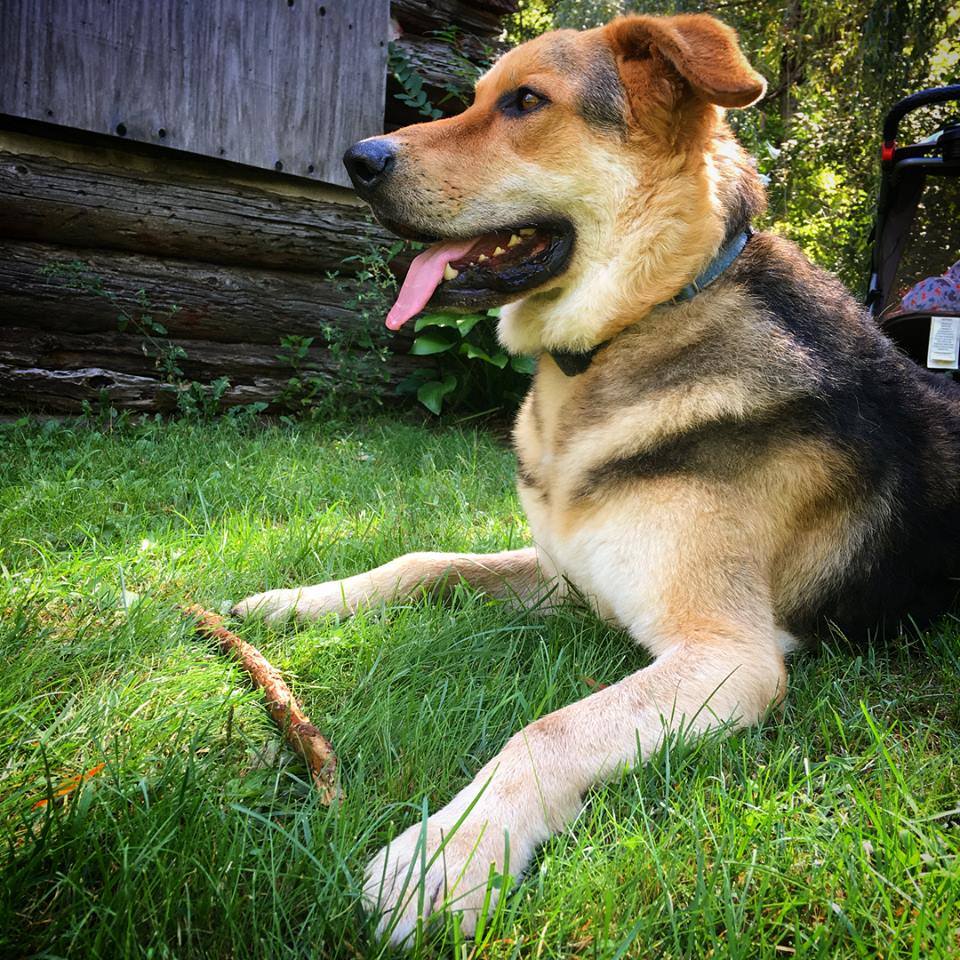 Dogwatch Hidden Fence Systems | 1812 Morrison Rd, Perth Road, ON K0H 2L0, Canada | Phone: (613) 802-7877