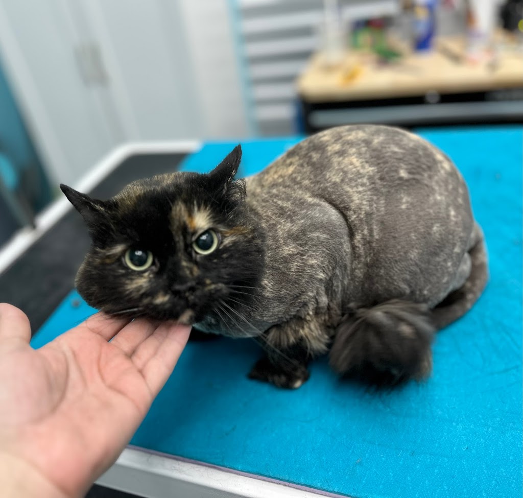 Cutie Patootie Grooming | 143 Borden Ave unit 10, Belmont, ON N0L 1B0, Canada | Phone: (226) 883-0955