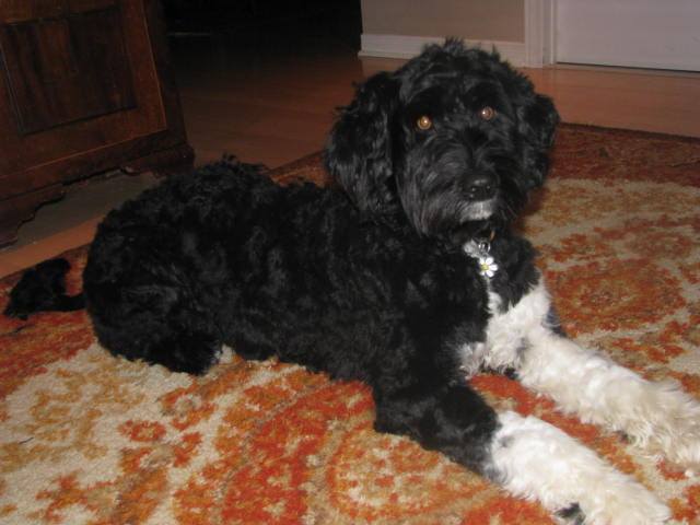 DANJEK KENNEL-Portuguese Water Dog (PWD) | #0000, Saint-Lazare, QC H0H 0H0, Canada | Phone: (514) 588-2051