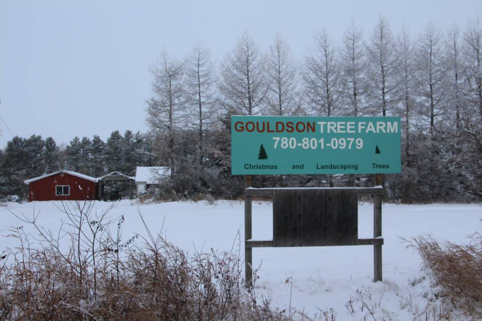 Gouldson Tree Farm | 57312 Range Rd 261, Alcomdale, AB T0G 0A0, Canada | Phone: (780) 801-0979